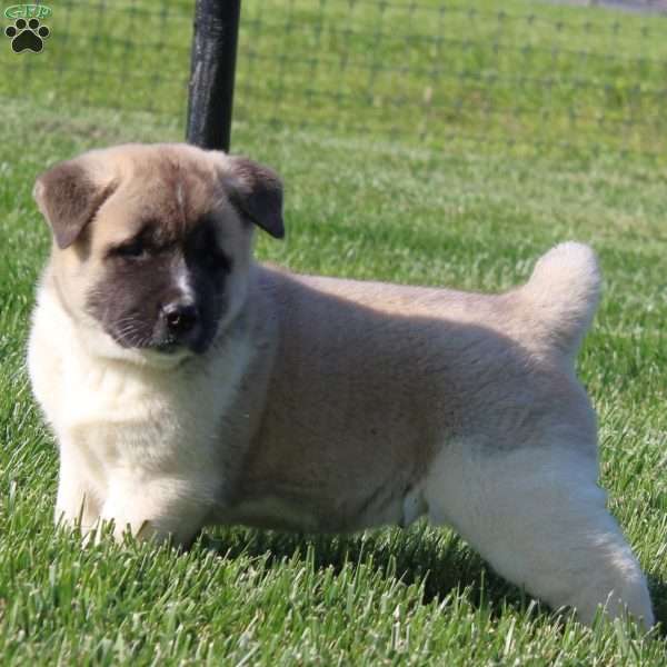 Buster, Akita Puppy